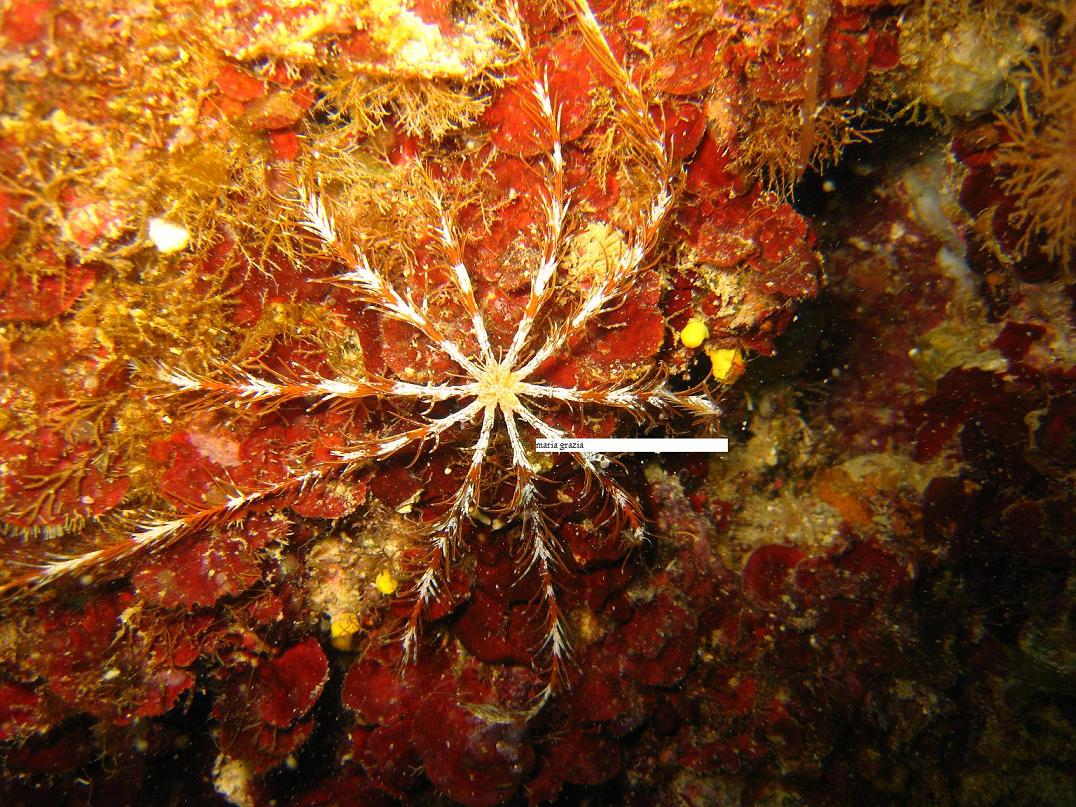 Antedon mediterranea (Lamarck, 1816)